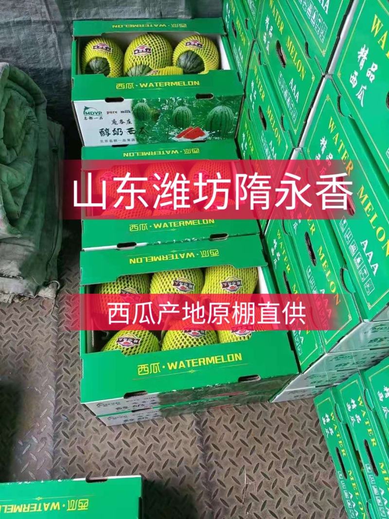 小糖丸西瓜全美2k西瓜冰糖子吊瓜潍坊西瓜产地直供
