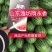 小糖丸西瓜全美2k西瓜冰糖子吊瓜潍坊西瓜产地直供