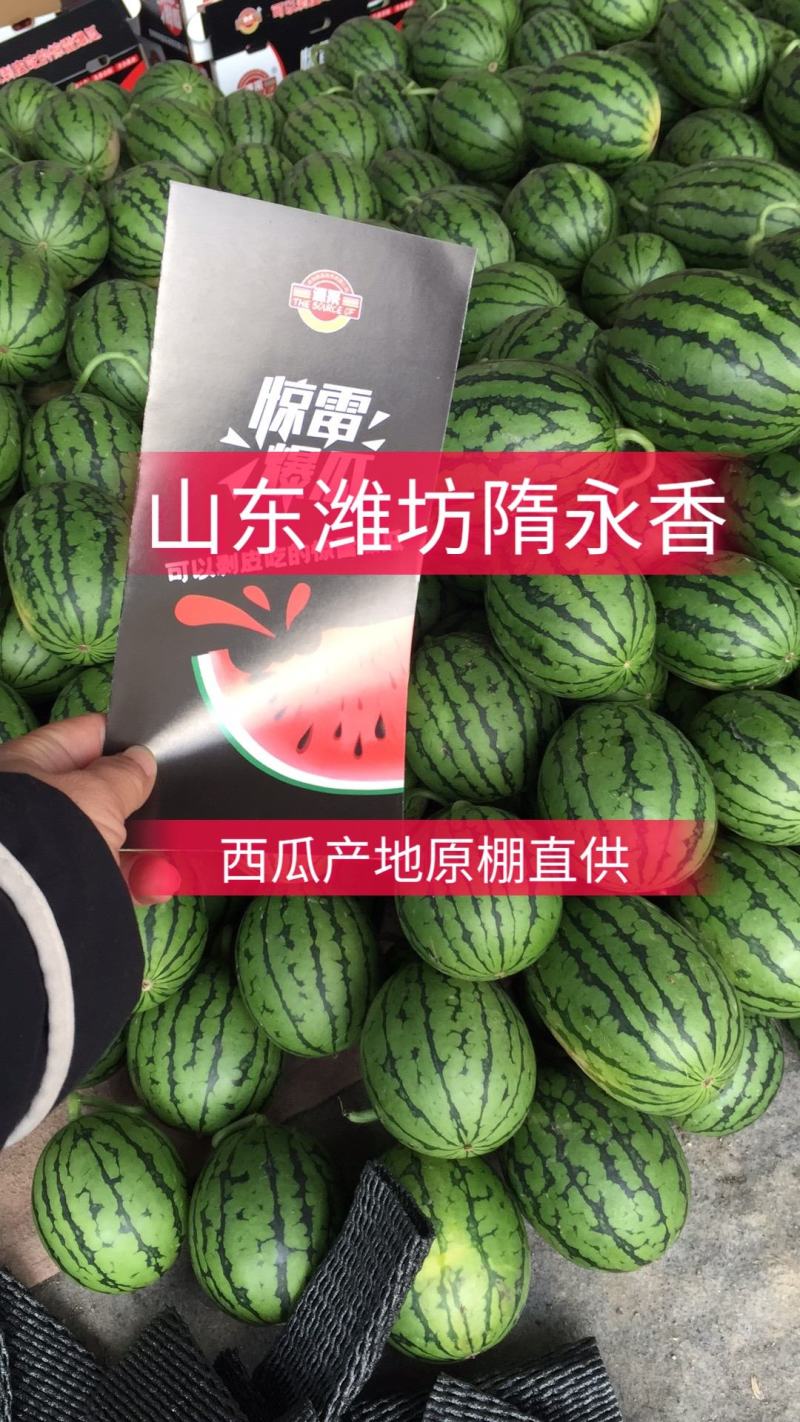 小糖丸西瓜全美2k西瓜冰糖子吊瓜潍坊西瓜产地直供