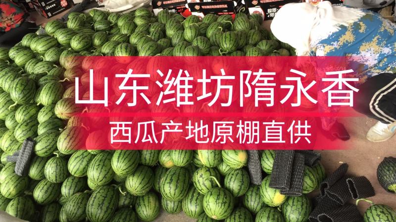 小糖丸西瓜全美2k西瓜冰糖子吊瓜潍坊西瓜产地直供