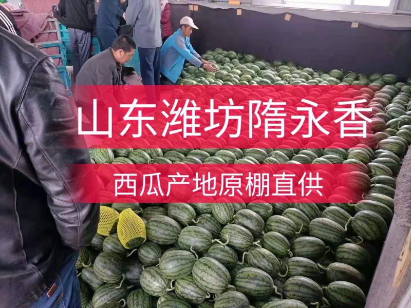 小糖丸西瓜全美2k西瓜冰糖子吊瓜潍坊西瓜产地直供
