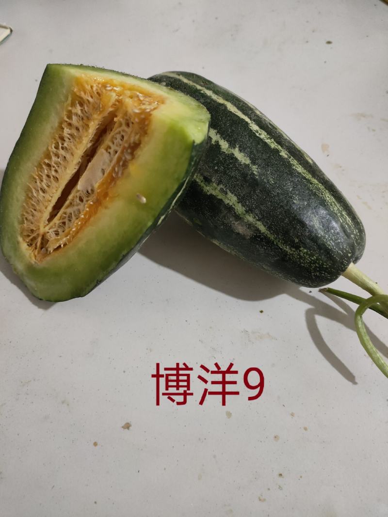 博洋9