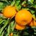 【火爆】柑桔蜜桔，小叶橘大量有货，果园看货，一手货源