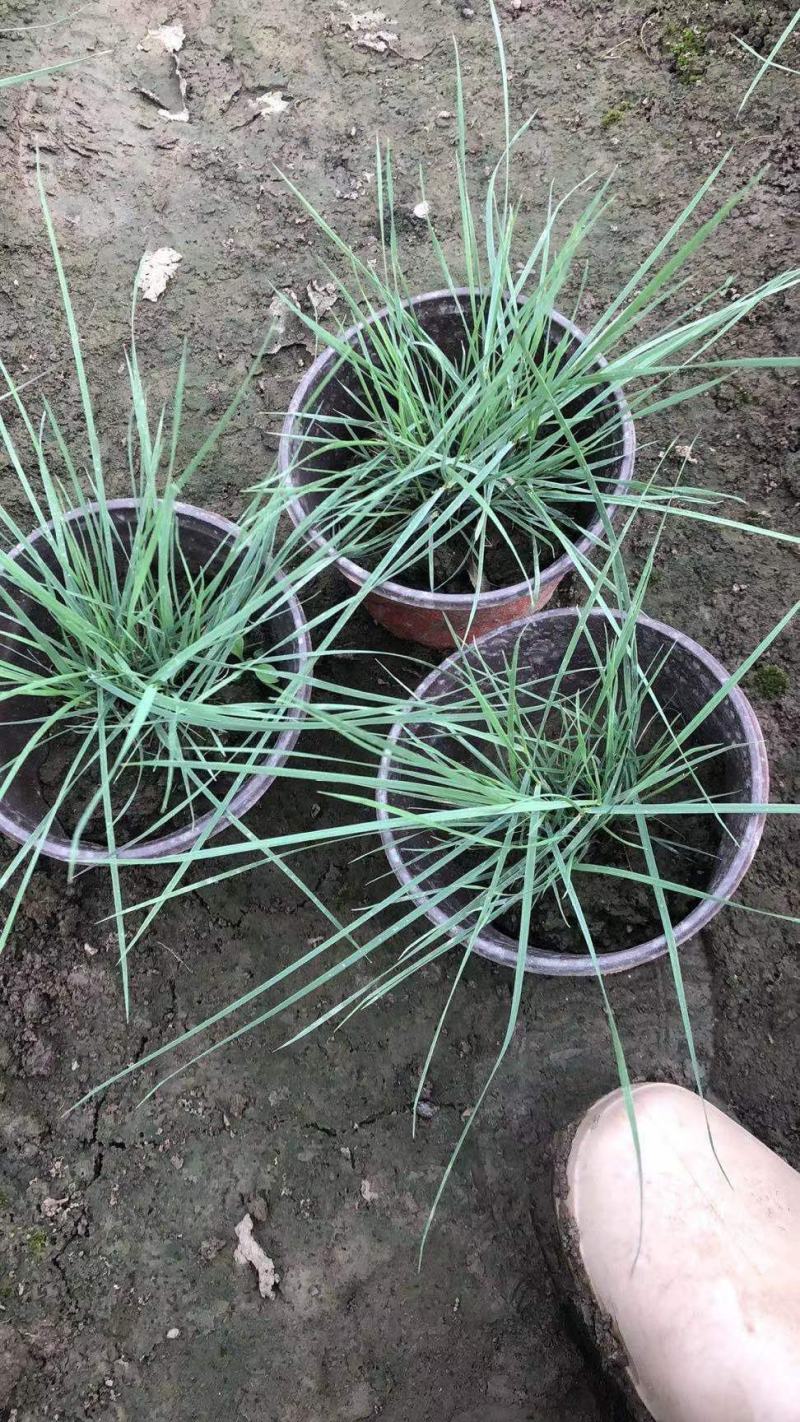 粉黛乱子草120杯有量供应