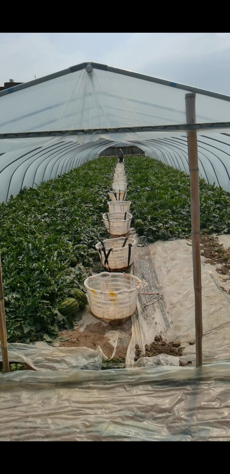 甘美4K西瓜福建泉州产地代办代发品质保证