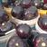 精品紫光圆茄，产地直供，量大从优，一手货源，欢迎咨询