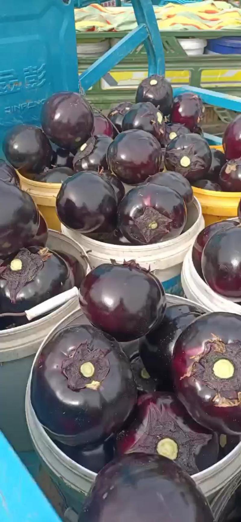 精品紫光圆茄，产地直供，量大从优，一手货源，欢迎咨询