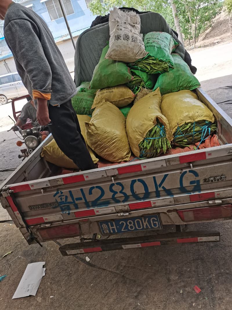 山东省聊城市蔬菜产地供应