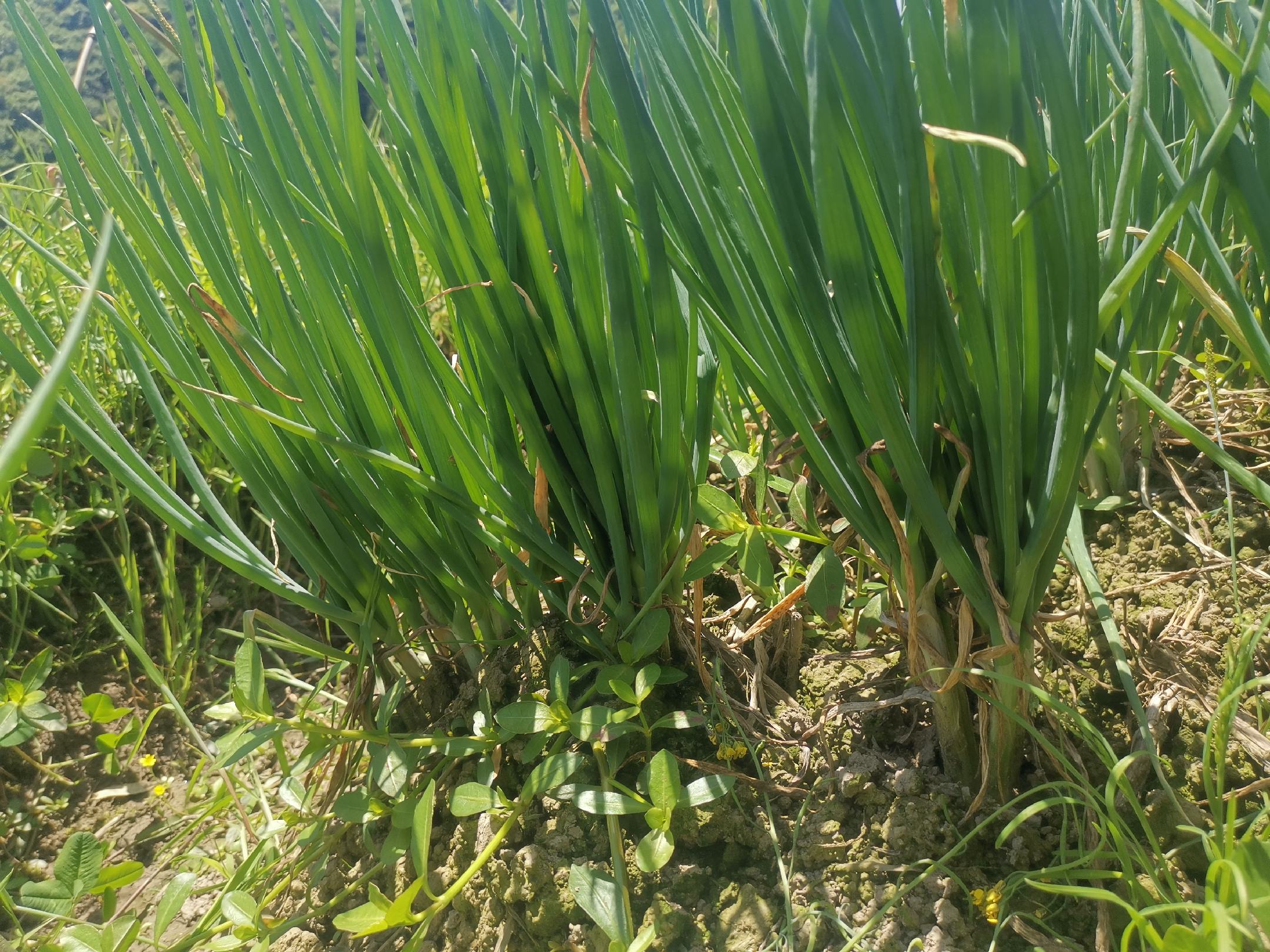 图中小葱刚刚发芽,嫩绿的幼苗破土而出,展现出旺盛的生命力 小葱生长初期