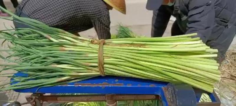 邳州精品红帽蒜苔大量上市中适合每一个市场