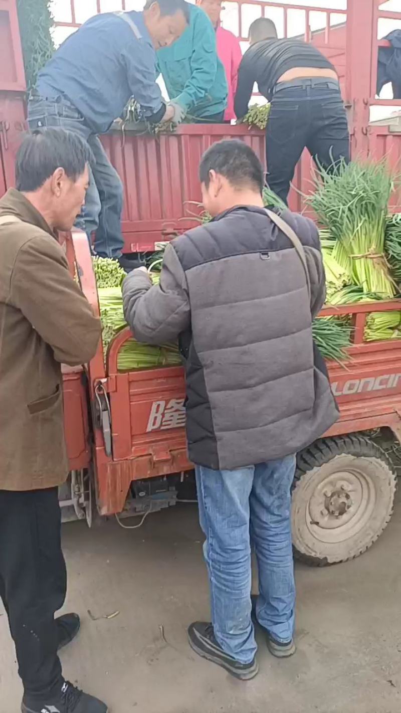 邳州精品红帽蒜苔大量上市中适合每一个市场