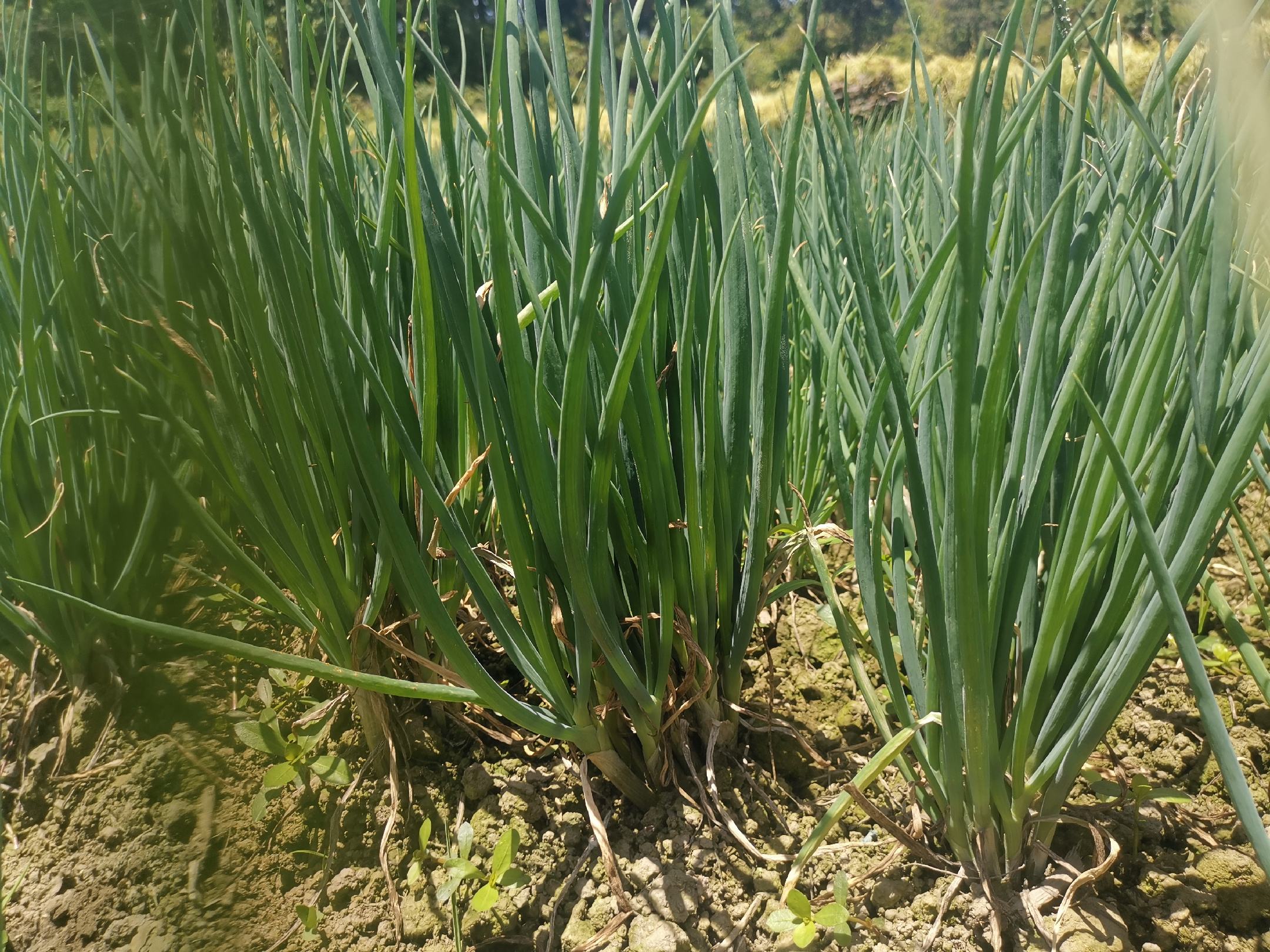 小葱种植材料准备