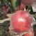 红富士苹果《精品》水晶红富士，颜色鲜艳，80以上，口感好