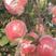 红富士苹果《精品》水晶红富士，颜色鲜艳，80以上，口感好