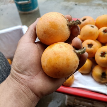 枇杷