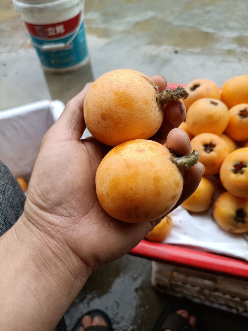 枇杷
