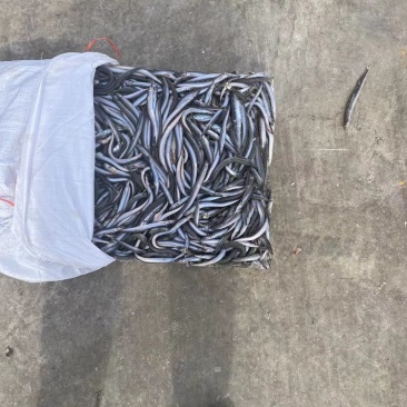 鳀鱼沙里钻船冻食品用鱼银针鱼量大优惠