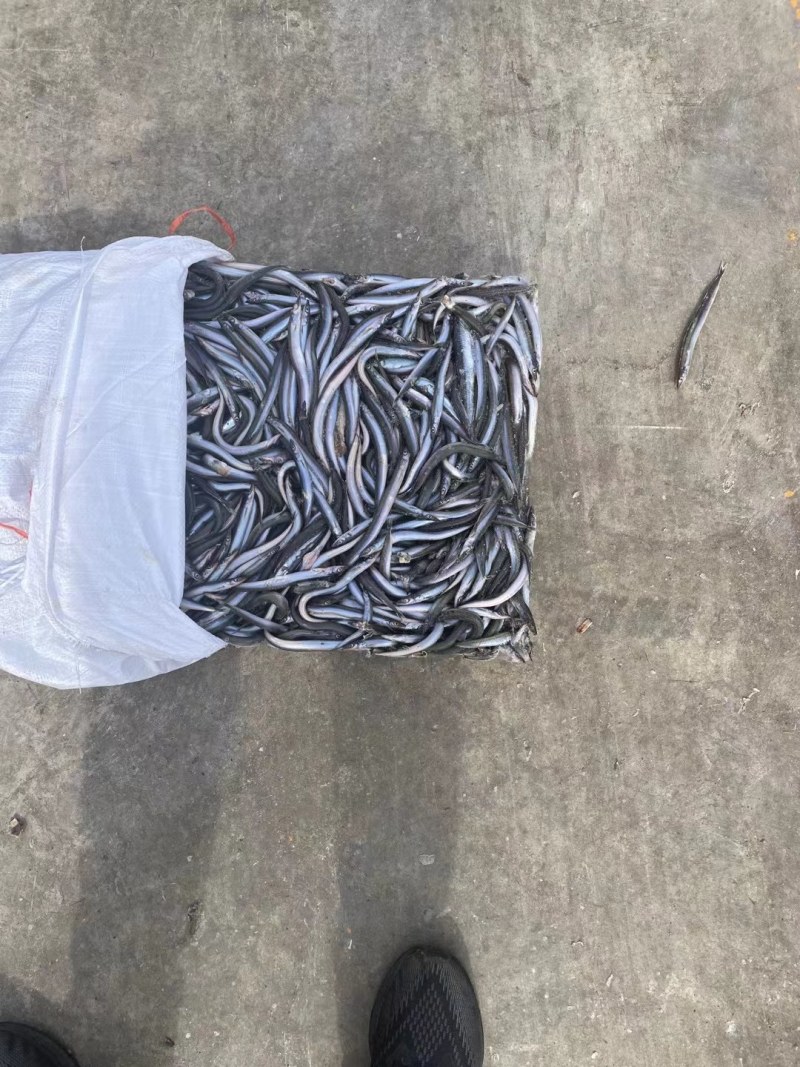 鳀鱼沙里钻船冻食品用鱼银针鱼量大优惠