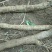 40年老葛根野生葛根片大山挖鲜葛根批发包邮