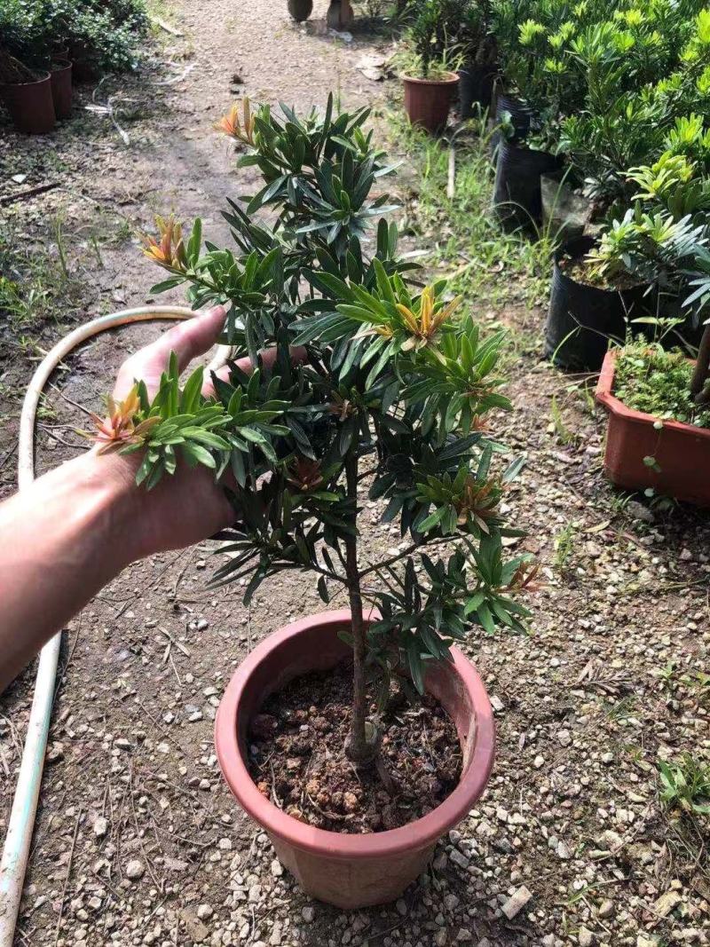 罗汉松