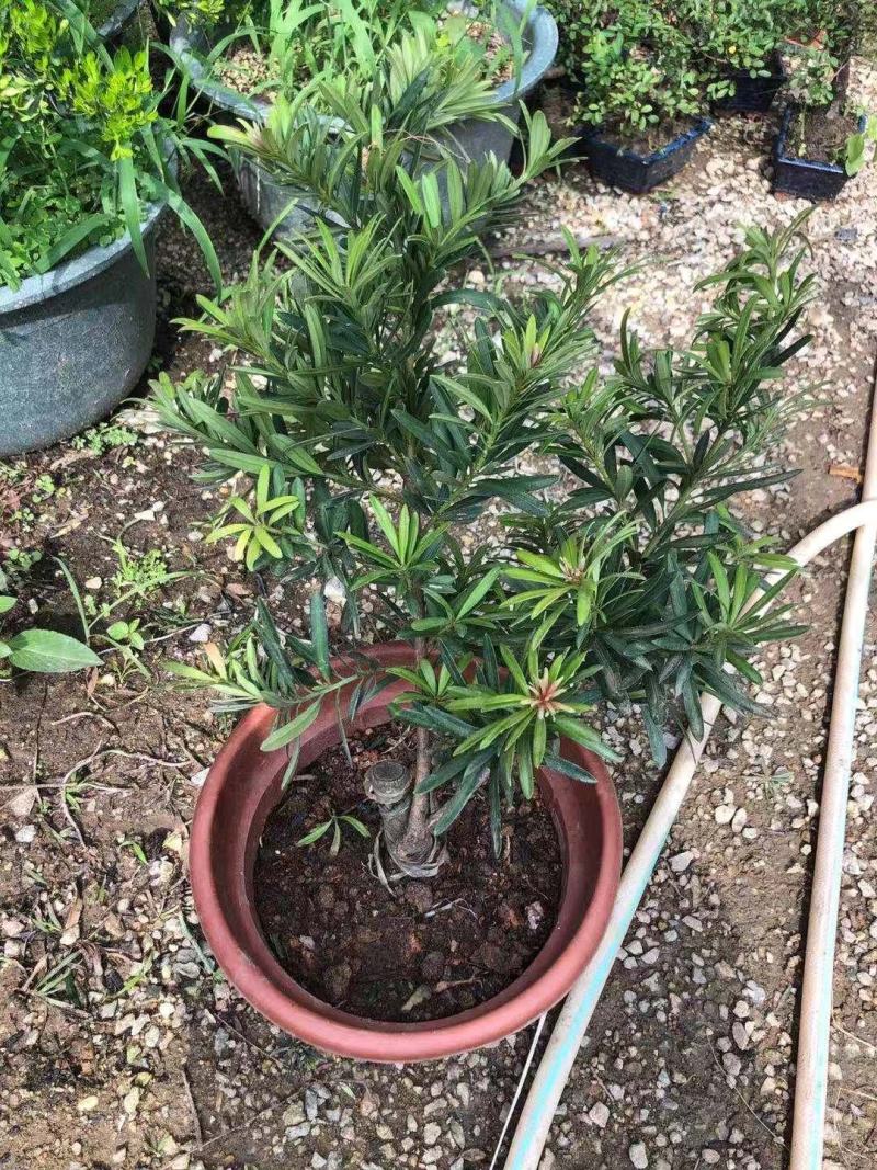 罗汉松