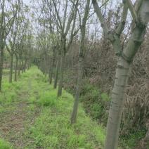 黄山栾树，10--12-15公分多种规格产地直发