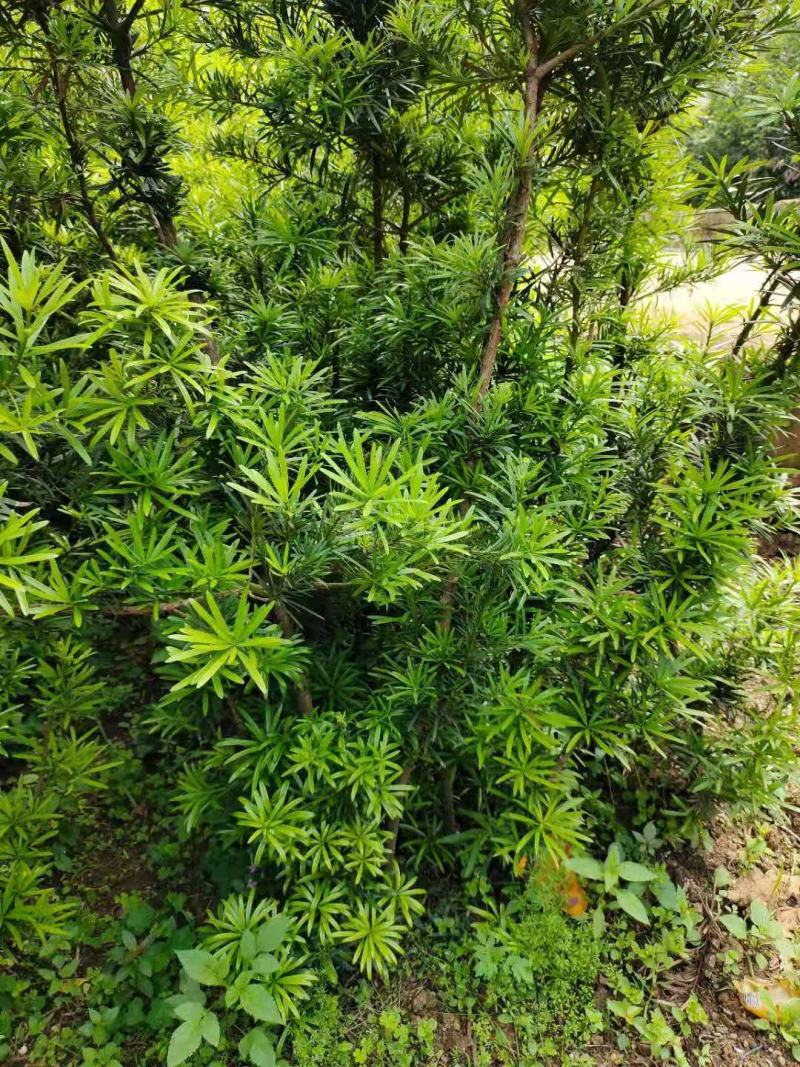 罗汉松