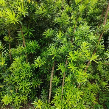 罗汉松