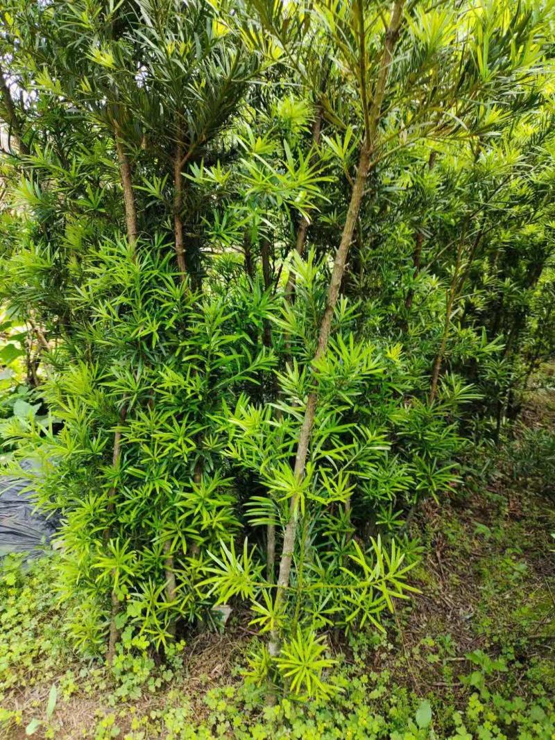 罗汉松
