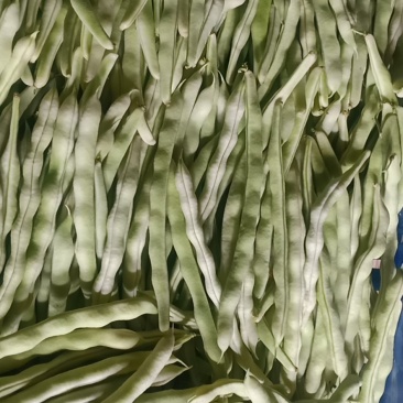 精品芸豆大量供应超市。批发市场。小贩