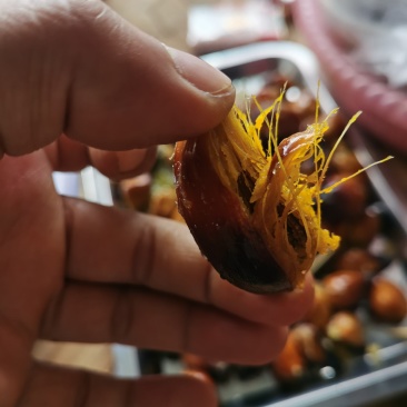 泰国油棕
