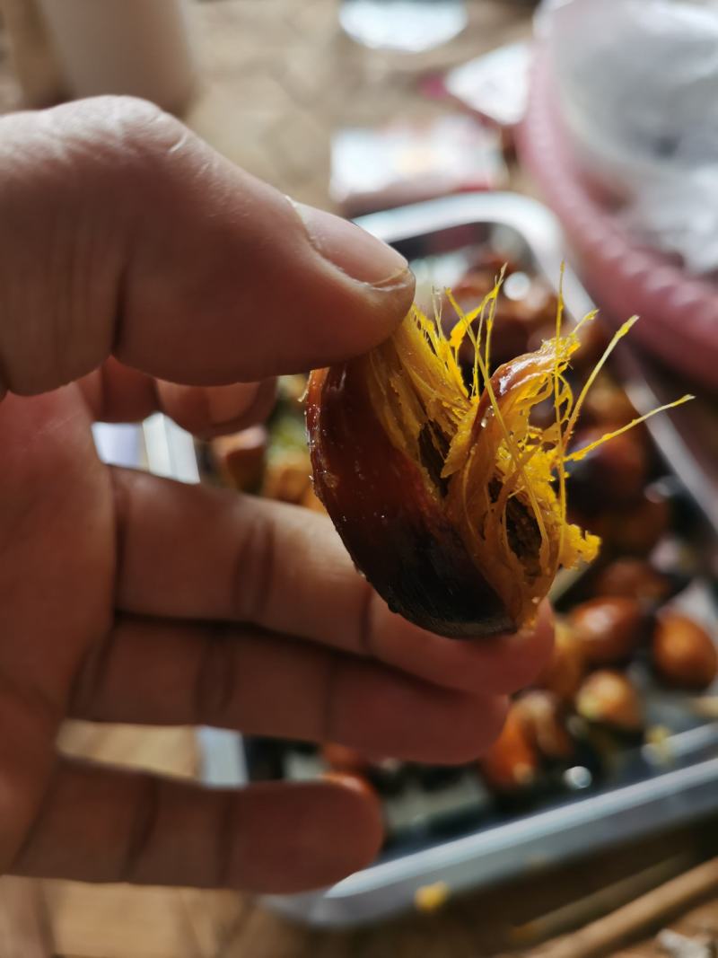 泰国油棕