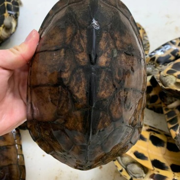 均2斤起南石稳产龟便宜实惠，煲汤价低，留种繁殖下蛋龟