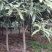 6-7-8-10公分桂花树，多种规格占地小桂花树常年直发
