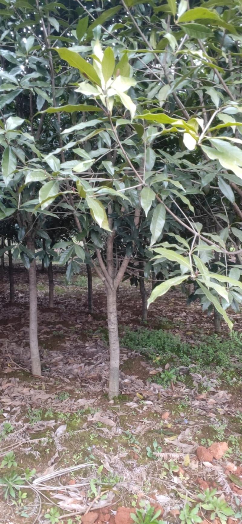 6-7-8-10公分桂花树，多种规格占地小桂花树常年直发