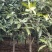 6-7-8-10公分桂花树，多种规格占地小桂花树常年直发