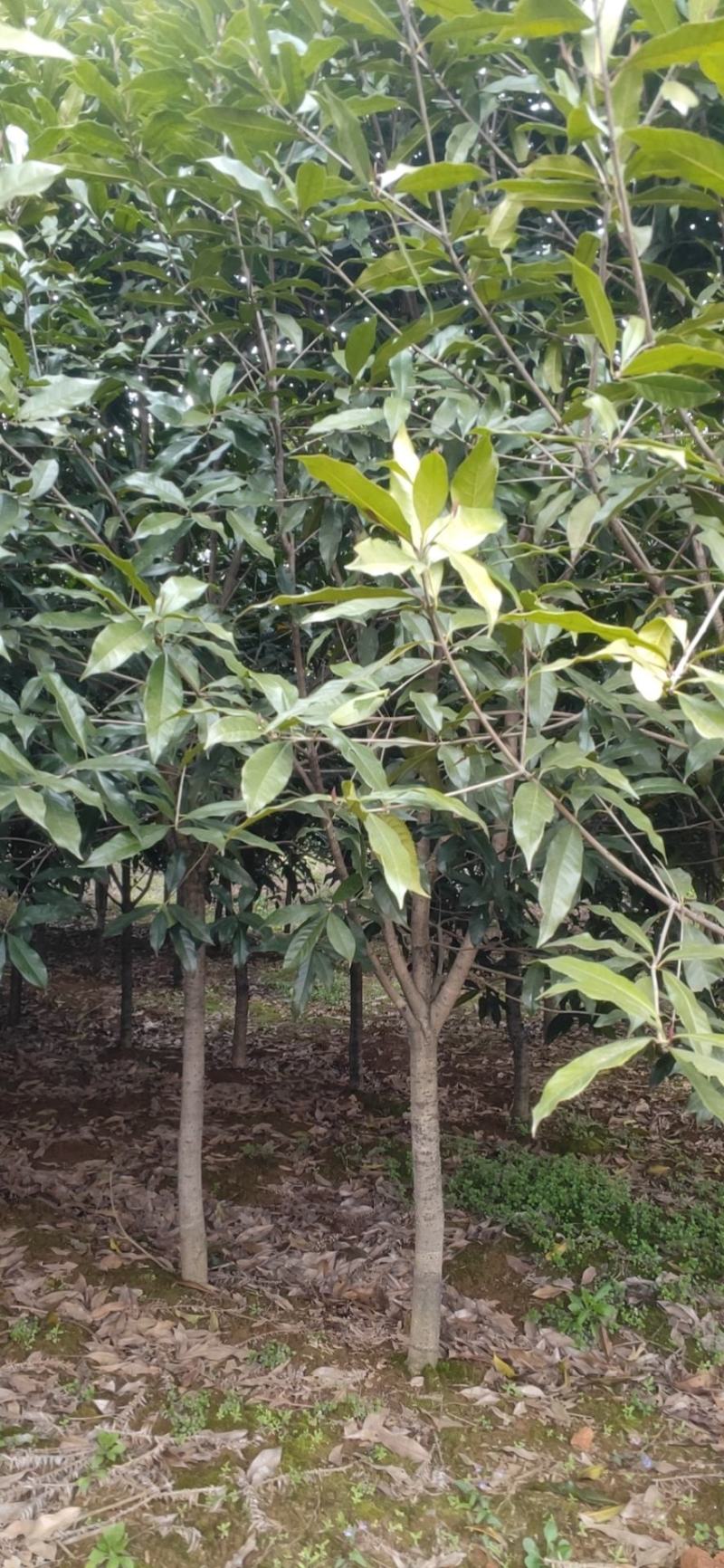 6-7-8-10公分桂花树，多种规格占地小桂花树常年直发
