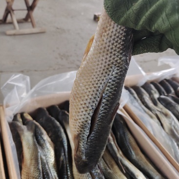 梭鱼，品种齐全，大小规格都有，一件代发，但不包邮