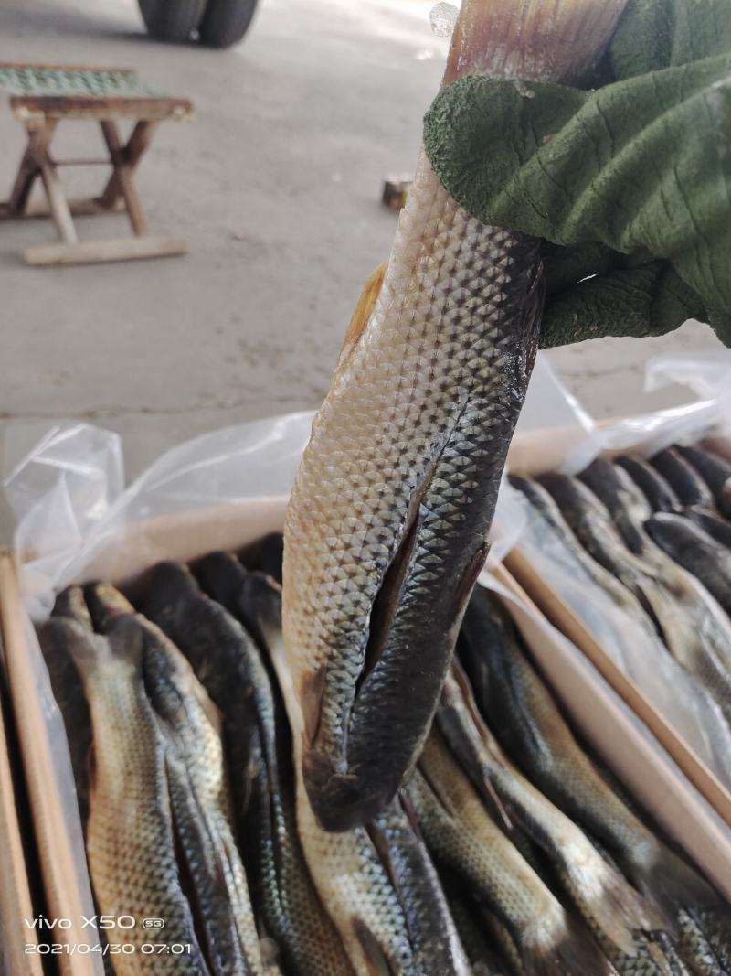 梭鱼，品种齐全，大小规格都有，一件代发，但不包邮