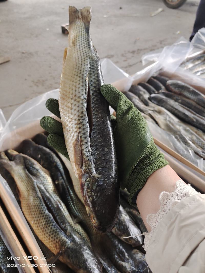 梭鱼，品种齐全，大小规格都有，一件代发，但不包邮
