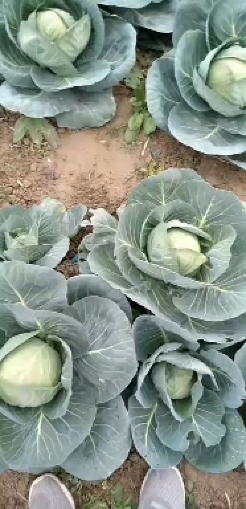中甘甘蓝，产地直发，万亩甘蓝大量上市中量大更优惠
