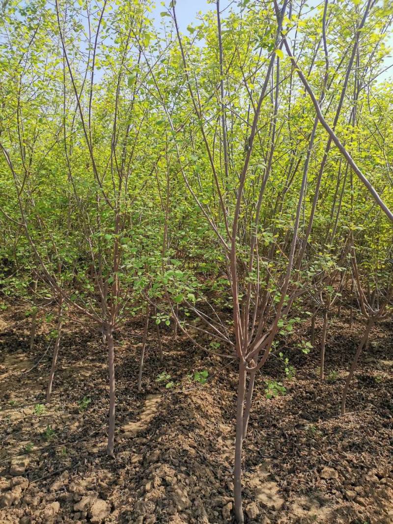 黄枦树苗一年生黄栌苗至5年生黄栌树苗