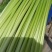 邳州精品红帽蒜苔大量上市中适合每一个市场
