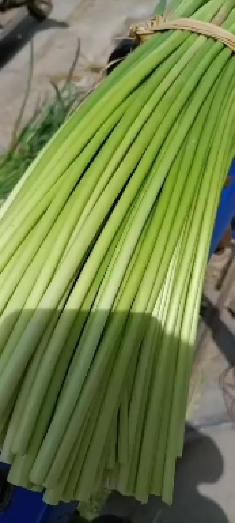 邳州精品红帽蒜苔大量上市中适合每一个市场