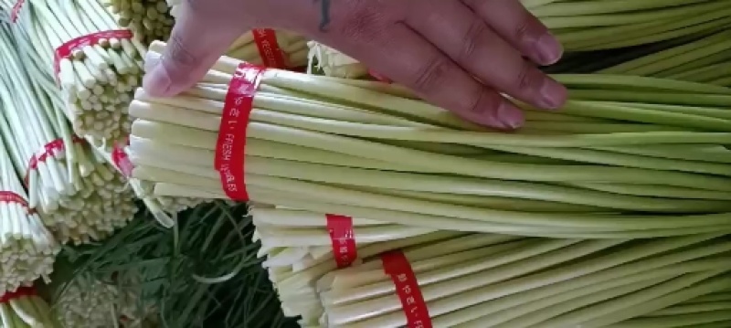 邳州精品红帽蒜苔大量上市中适合每一个市场