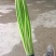 邳州精品红帽蒜苔大量上市中适合每一个市场
