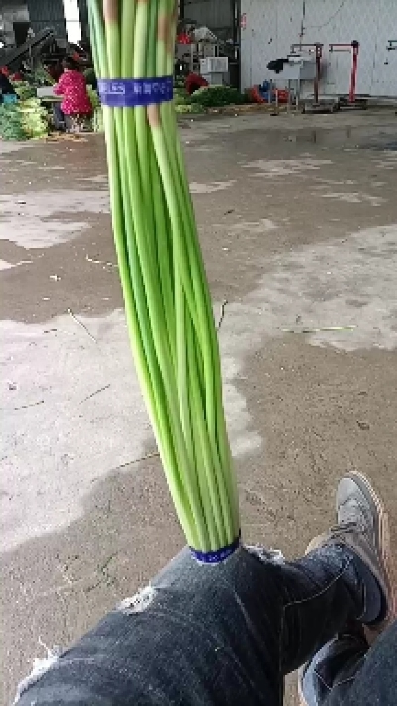 邳州精品红帽蒜苔大量上市中适合每一个市场