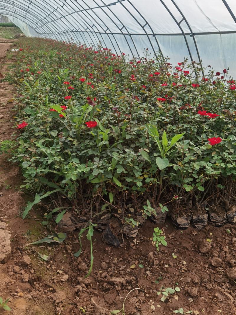 树状月季，嫁接高杆月季花，大花欧月等