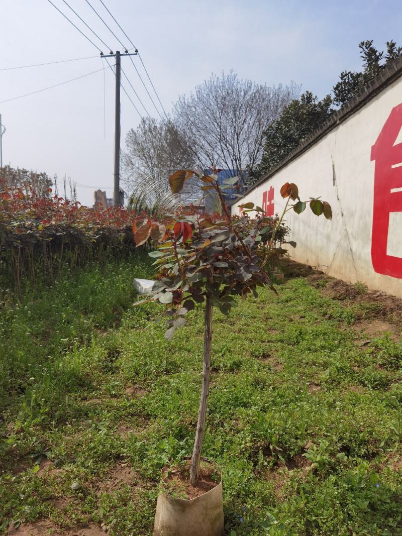 树状月季，嫁接高杆月季花，大花欧月等