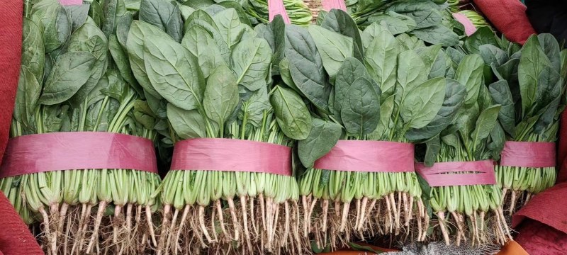 【菠菜】河北精品菠菜产地直销质量保证专业打包，装车，